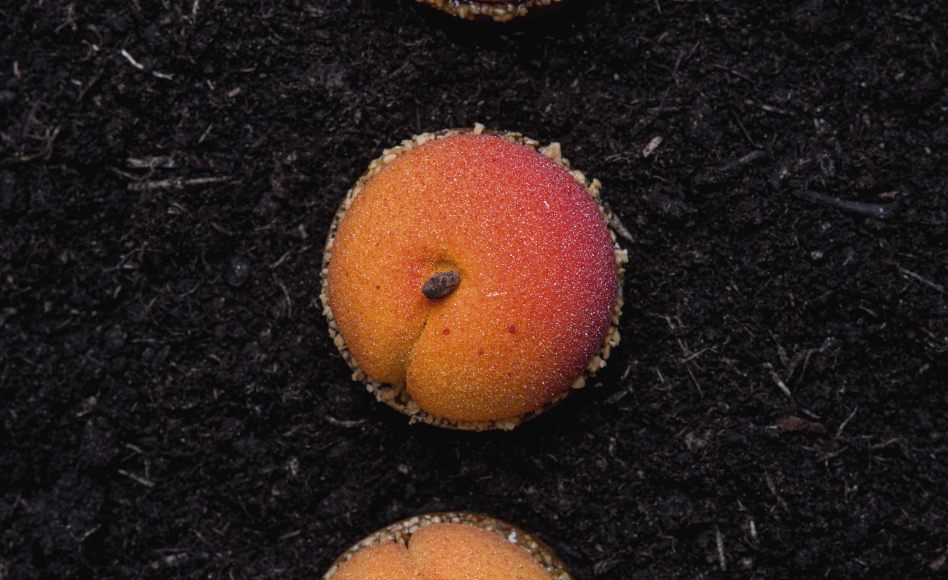 Recette de tartelettes abricot par Cédric Grolet