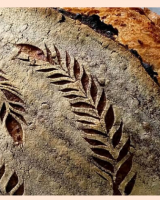 Comment préparer du levain ?