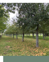 Bagnoles de Pom’, du cidre artisanal pour accompagner vos crêpes