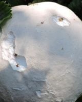 Champignon géant : les poêles étaient trop petites