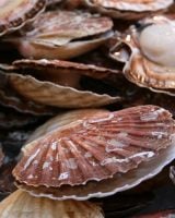 Coquille Saint-Jacques : comment bien la choisir ?