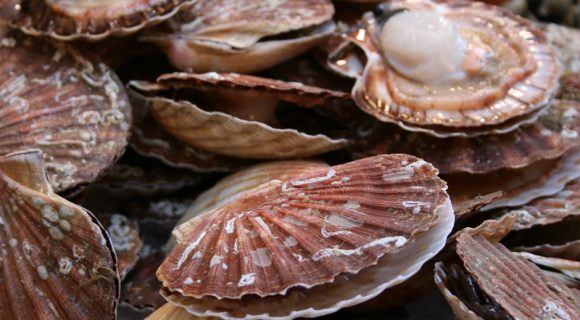 Coquille Saint-Jacques : comment bien la choisir ?