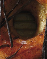 10 desserts de chefs qui changent de la bûche