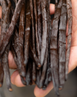 Vanille : cette plante tropicale se plait désormais en Bretagne