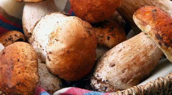 Bourguignon de cèpes : la recette du chef Victor Mercier qu’on a envie de refaire tout l'automne