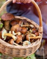 Cueillette de champignons : où sont les meilleurs coins autour de Paris pour en trouver ?