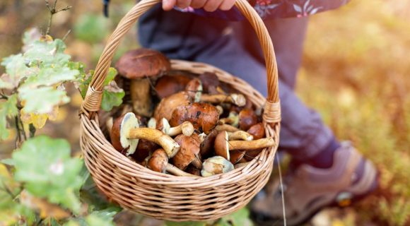 Cueillette de champignons : où sont les meilleurs coins autour de Paris pour en trouver ?