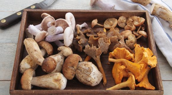 “Grosse erreur” : ce chef dévoile le geste à éviter si vous ne voulez pas gâcher le goût de vos champignons