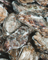 Huîtres Marennes-Oléron : un trésor du littoral façonné par l’affinage en claire