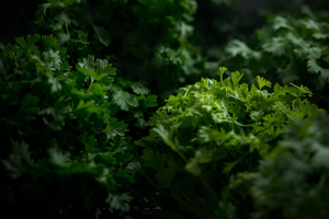 L'astuce ultime pour conserver ses herbes fraîches plus longtemps