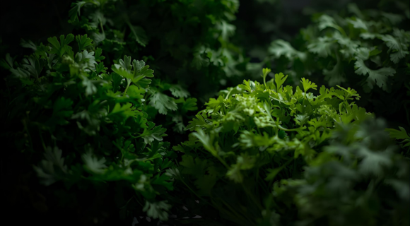 L'astuce ultime pour conserver ses herbes fraîches plus longtemps