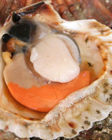 Menu de Noël : à quel moment acheter ses coquilles Saint-Jacques ? Un Meilleur Ouvrier de France répond