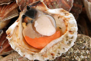 Menu de Noël : à quel moment acheter ses coquilles Saint-Jacques ? Un Meilleur Ouvrier de France répond