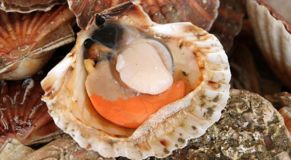 Menu de Noël : à quel moment acheter ses coquilles Saint-Jacques ? Un Meilleur Ouvrier de France répond