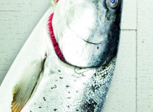 Recette de saumon grillé aux morilles par Alain Ducasse