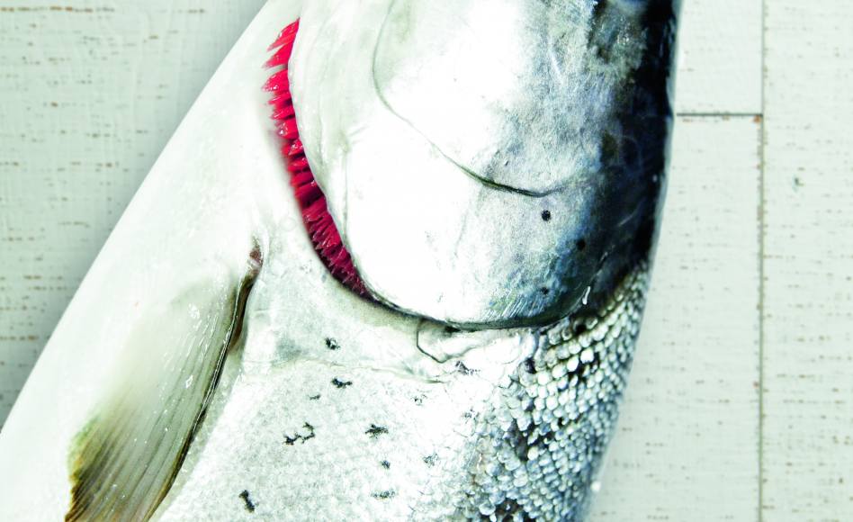 Recette de saumon grillé aux morilles par Alain Ducasse