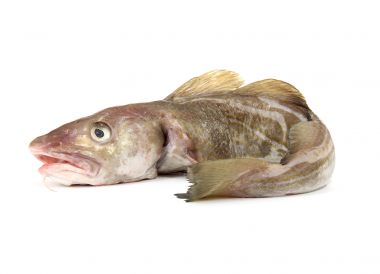 Cabillaud (ou morue)