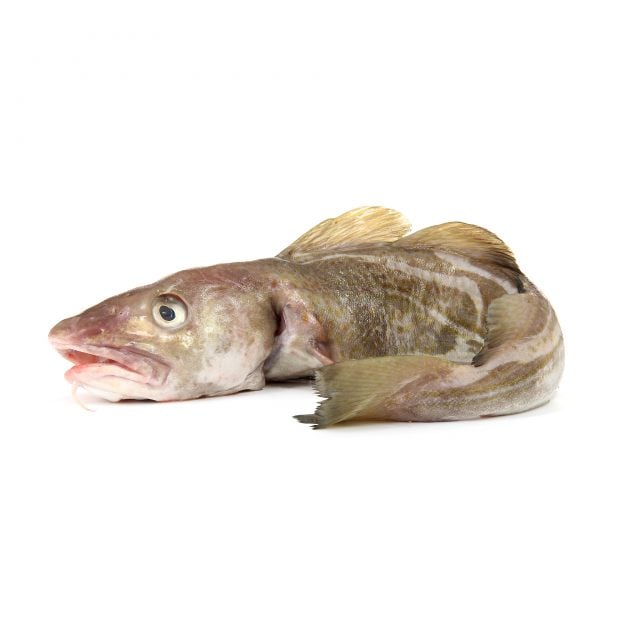 Autre nom du cabillaud