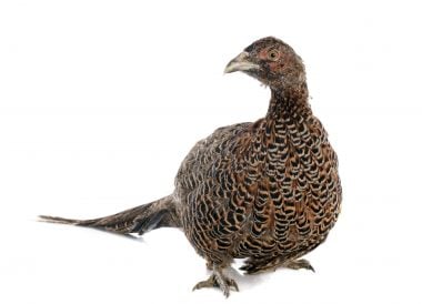 Poule faisane