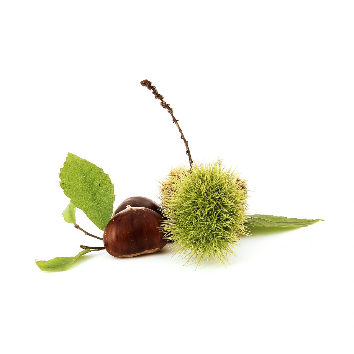 Châtaigne (fruits) Académie du Goût