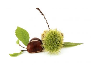 Châtaigne