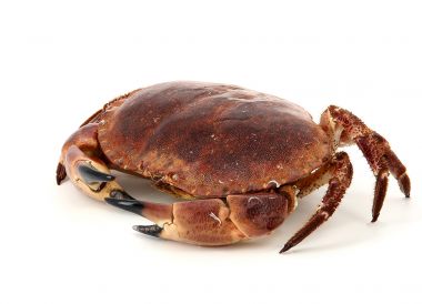 Crabe