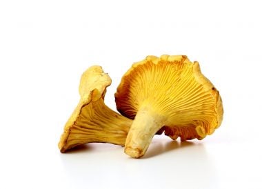 Girolles