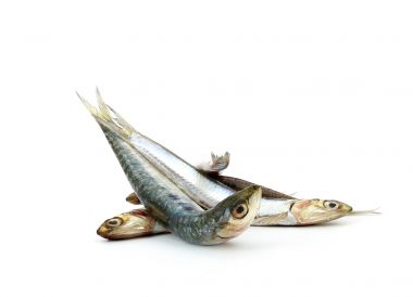 Anchois